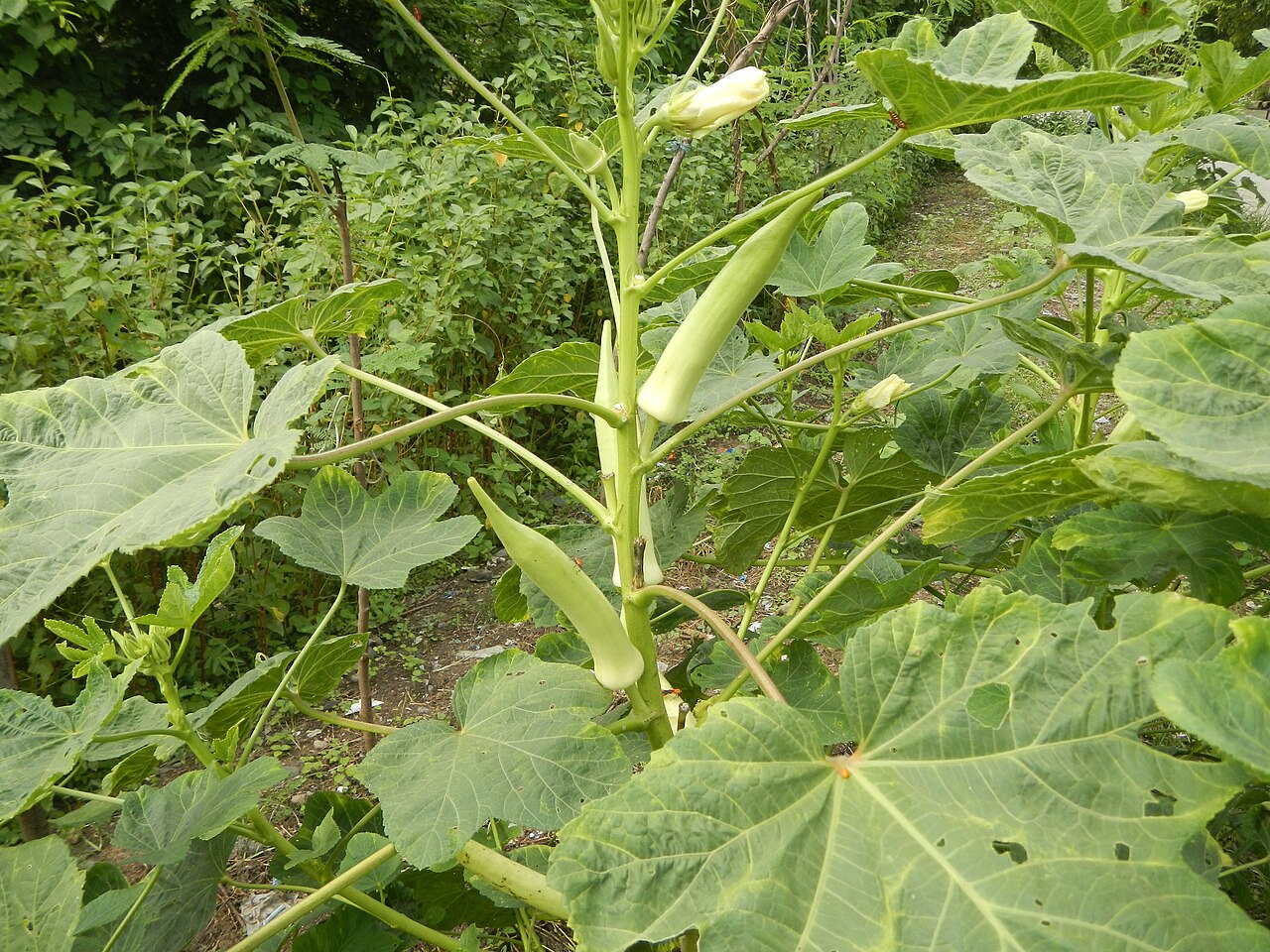 Abelmoschus esculentus, Okra — upright deciduous (Malvaceae) (image 8 of 9)