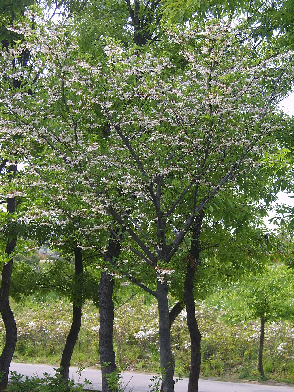 Styrax japonicus (Japanese snowdrop tree) (alternate view 6)