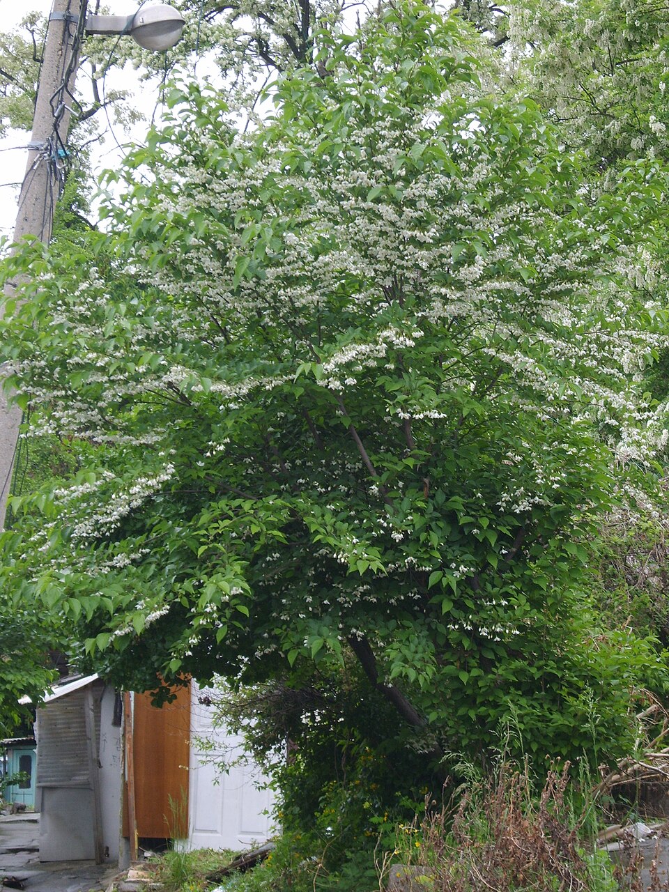 Styrax japonicus (Japanese snowdrop tree) (alternate view 9)