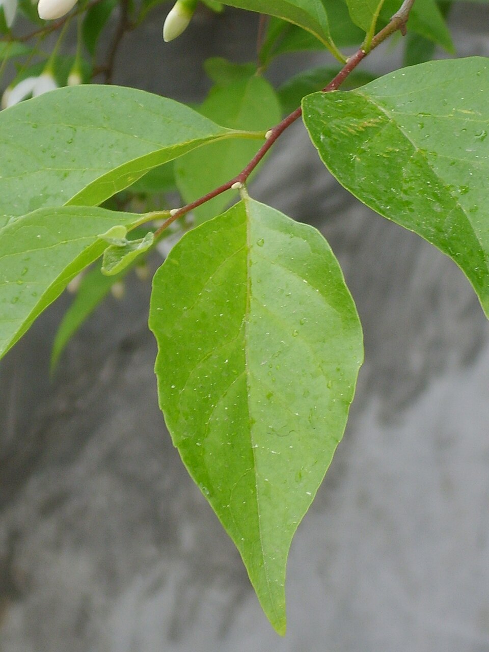 Styrax japonicus (Japanese snowdrop tree) (alternate view 10)