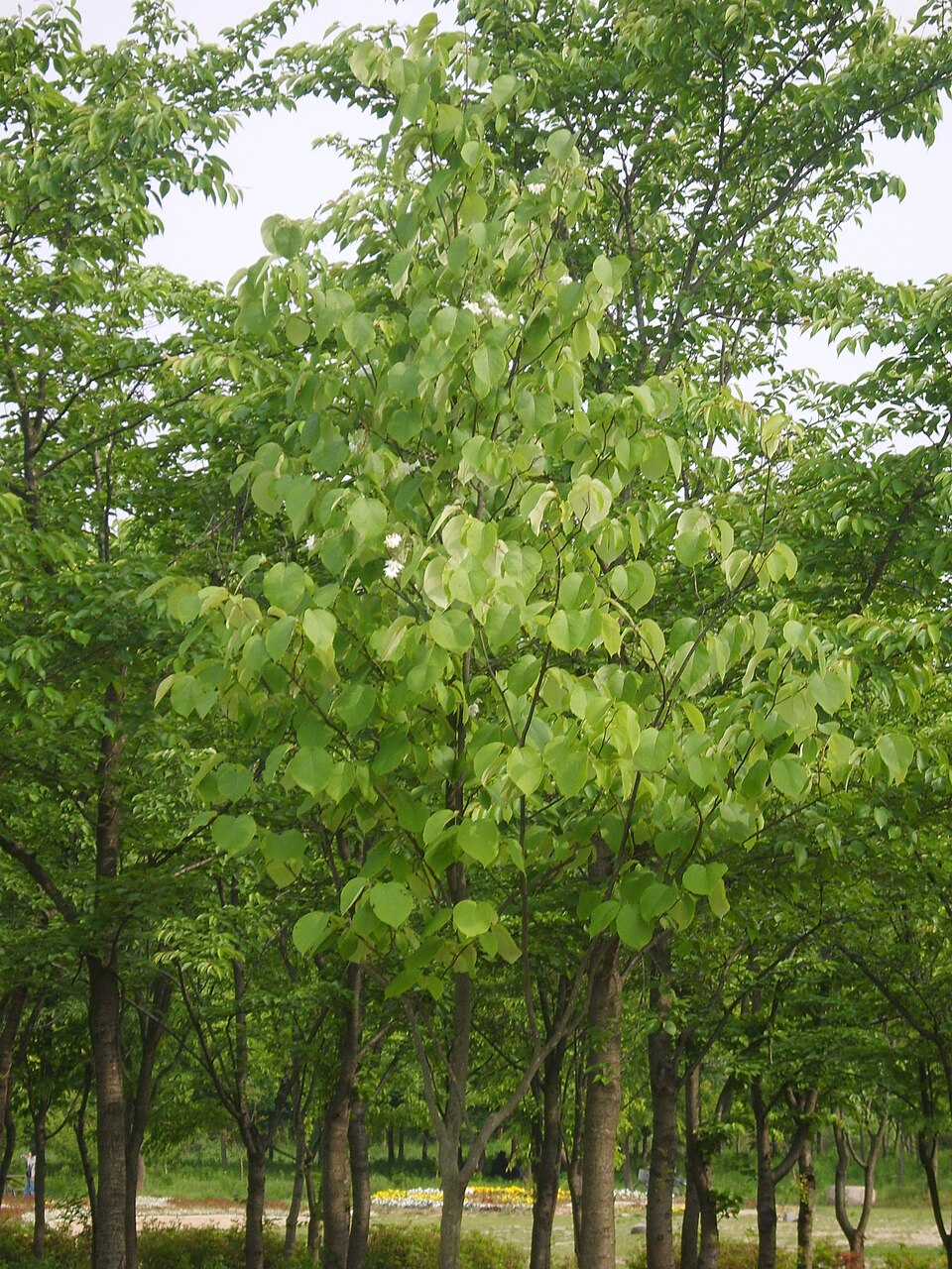 Styrax obassia (fragrant snowbell) (alternate view 8)