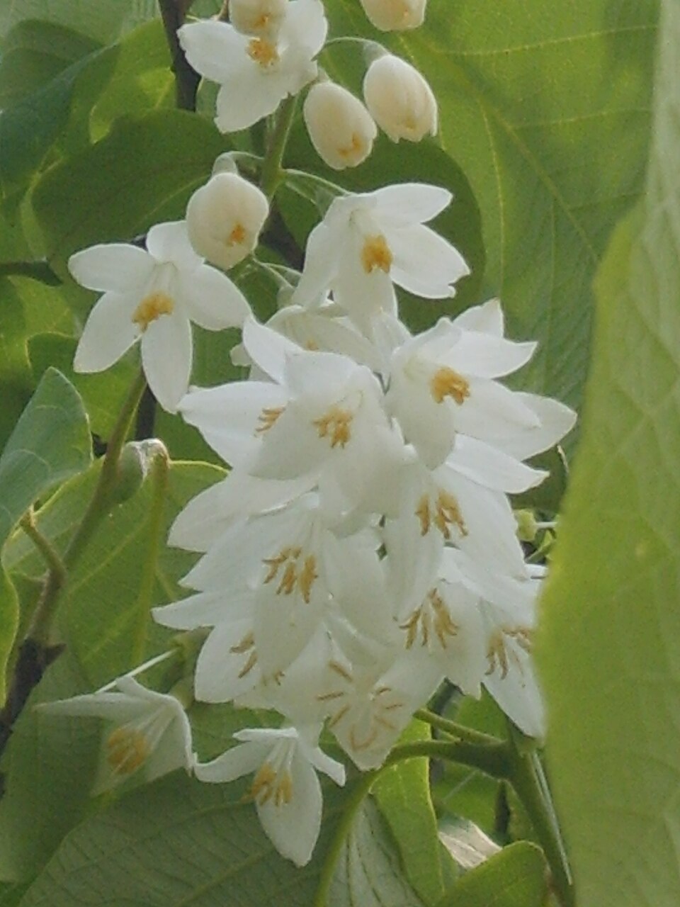 Styrax obassia (fragrant snowbell) (alternate view 9)