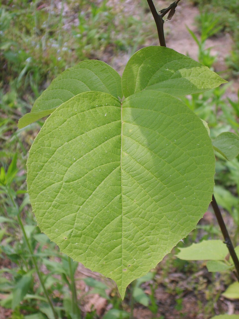 Styrax obassia (fragrant snowbell) (alternate view 10)