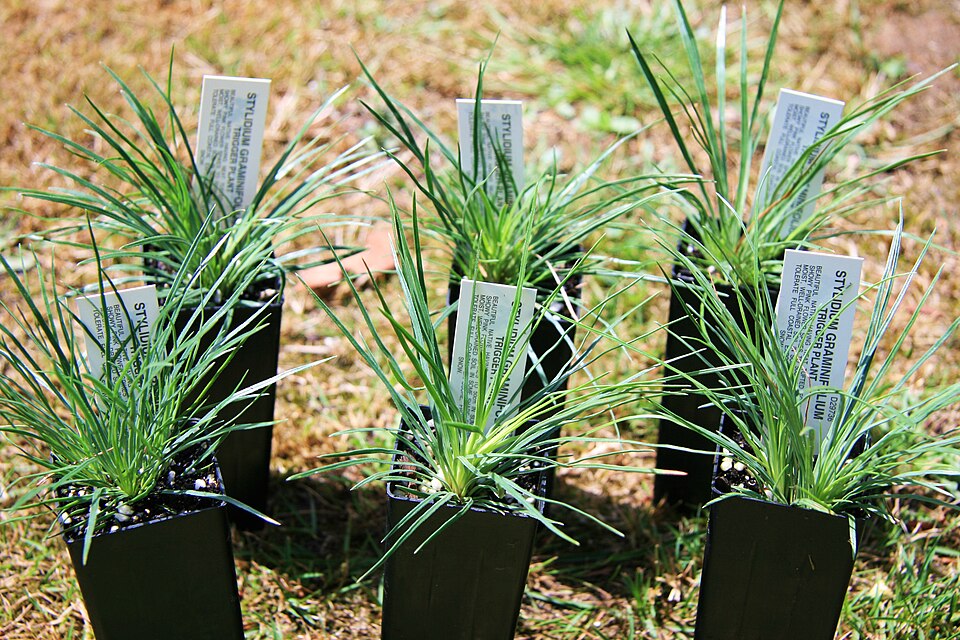 Stylidium graminifolium (Grass Triggerplant) (alternate view 4)