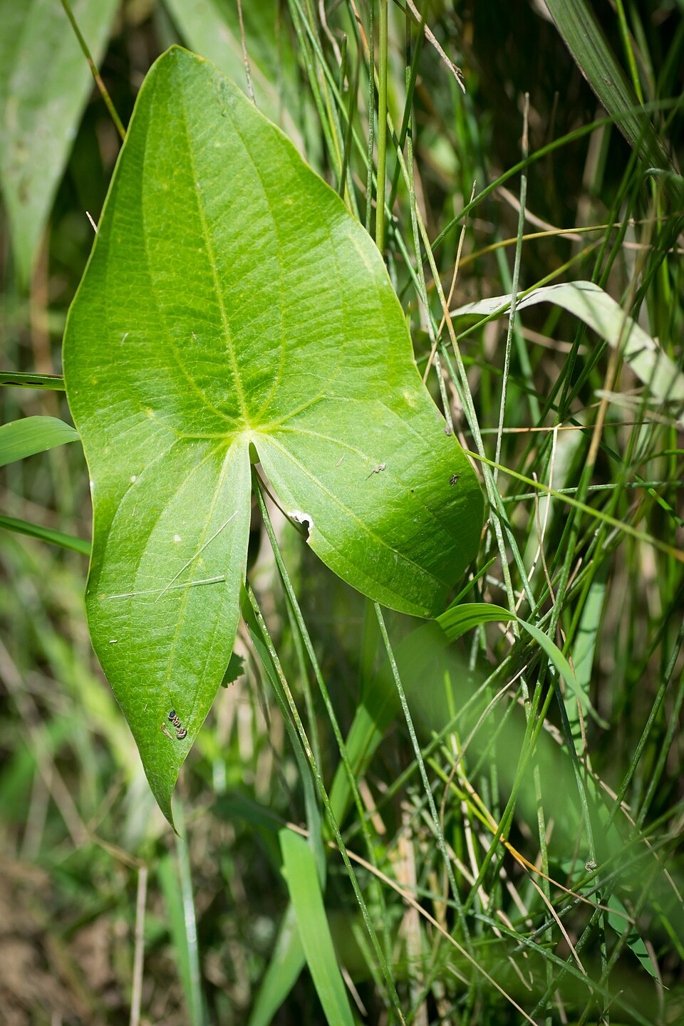 Sagittaria latifolia (Wapato) (alternate view 9)