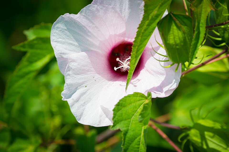 Hibiscus laevis (Halberd-leaf Rosemallow) (alternate view 8)