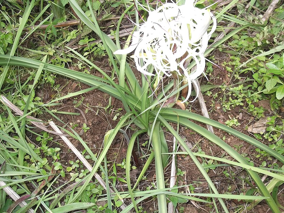 Crinum (Swamplilies) (alternate view 2)