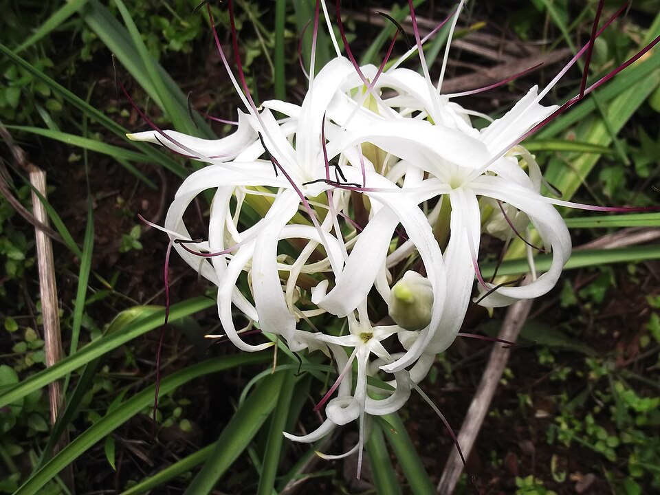 Crinum (Swamplilies) (alternate view 3)