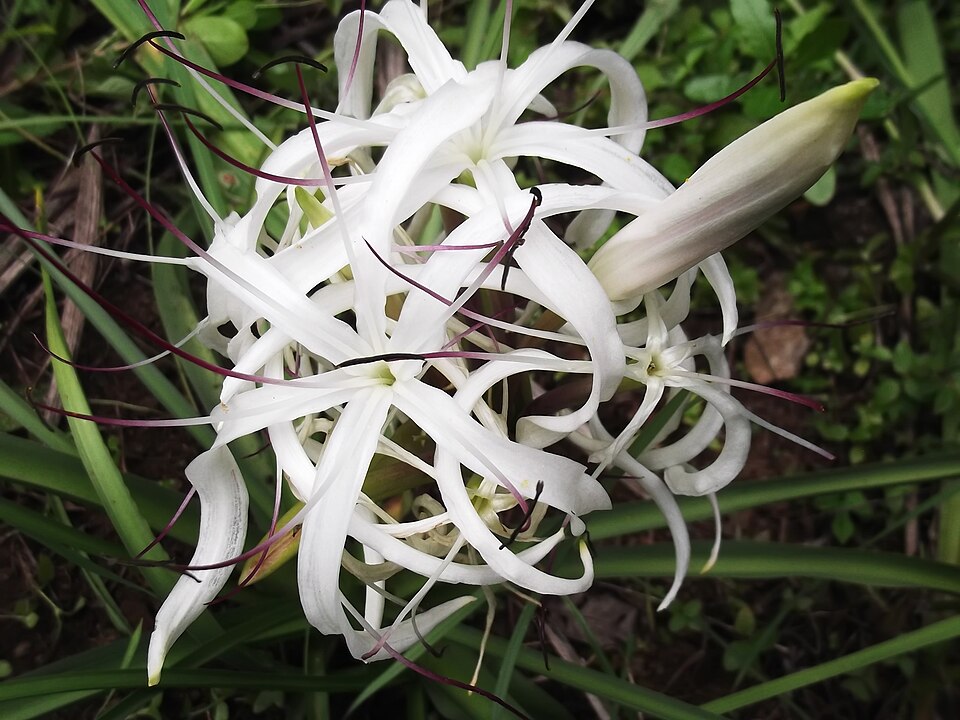Crinum (Swamplilies) (alternate view 4)