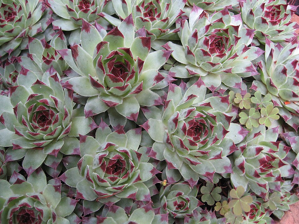 Sempervivum calcareum (alternate view 15)