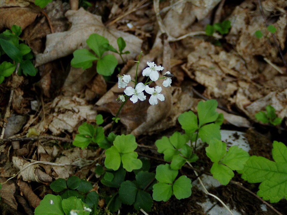 Cardamine trifolia (toothwort) (alternate view 7)