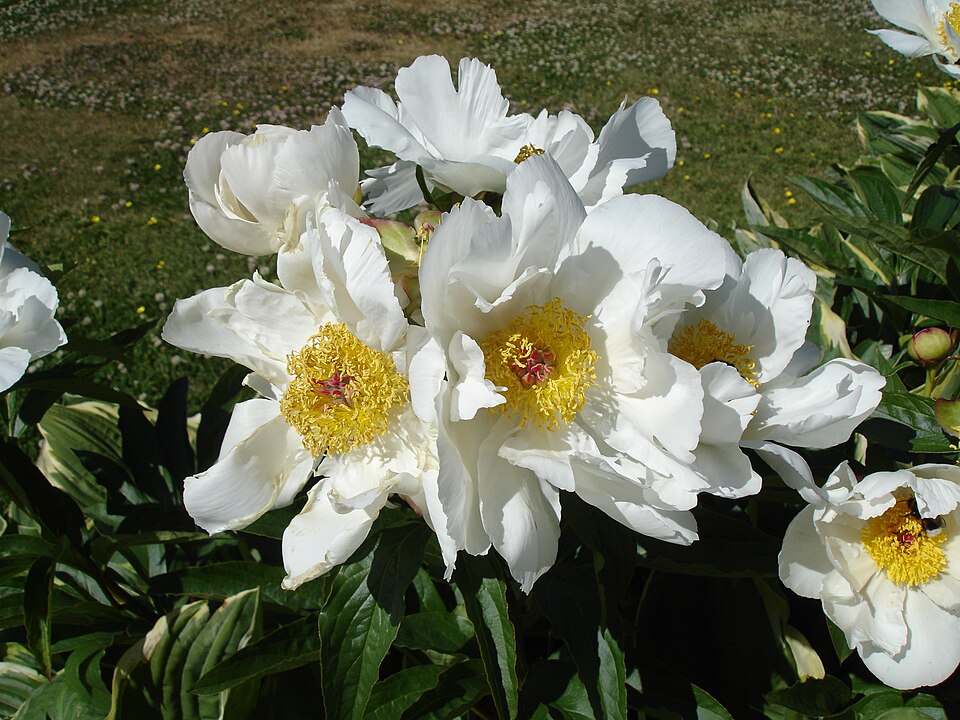 Paeonia lactiflora 'White Wings' (alternate view 2)