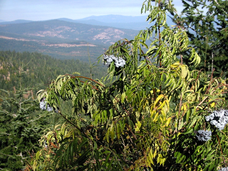 Sambucus cerulea (Blue Elderberry) (alternate view 6)
