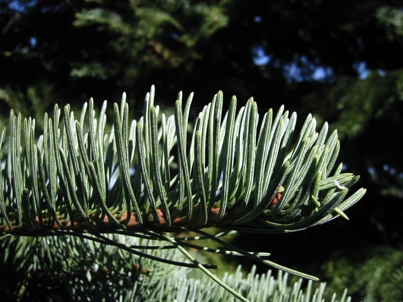 Abies magnifica (California Red Fir) (alternate view 6)