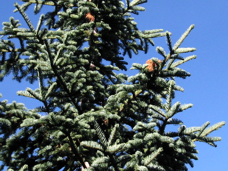 Abies magnifica (California Red Fir) (alternate view 7)