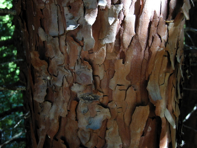 Calocedrus decurrens (incense cedar) (alternate view 8)