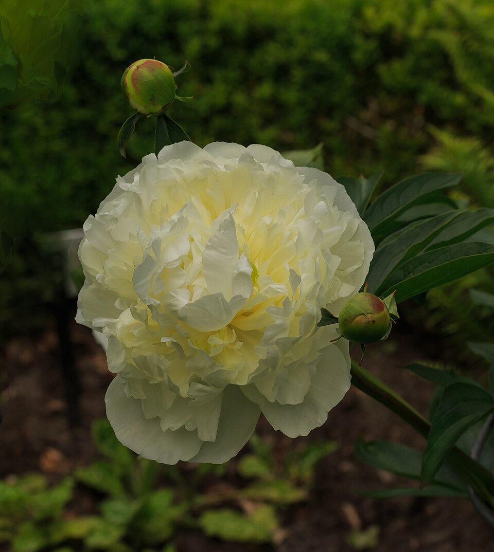 Paeonia lactiflora 'Duchesse de Nemours' (Duchesse de Nemours Peony) (alternate view 3)