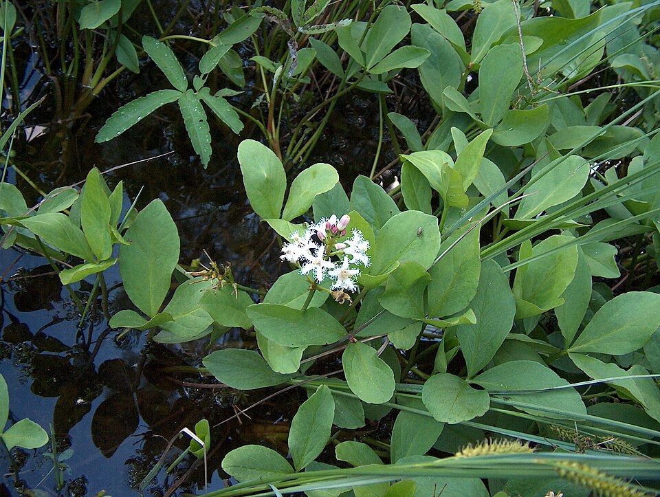 Menyanthes trifoliata (Bogbean)