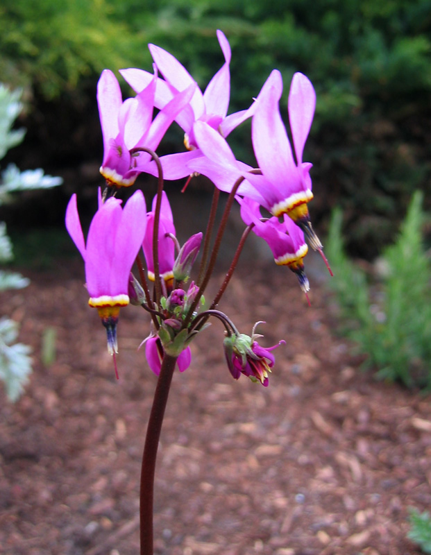 Primula meadia (eastern shooting star) (alternate view 9)