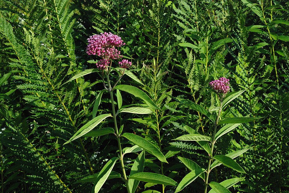 Asclepias incarnata (Swamp Milkweed) (alternate view 9)