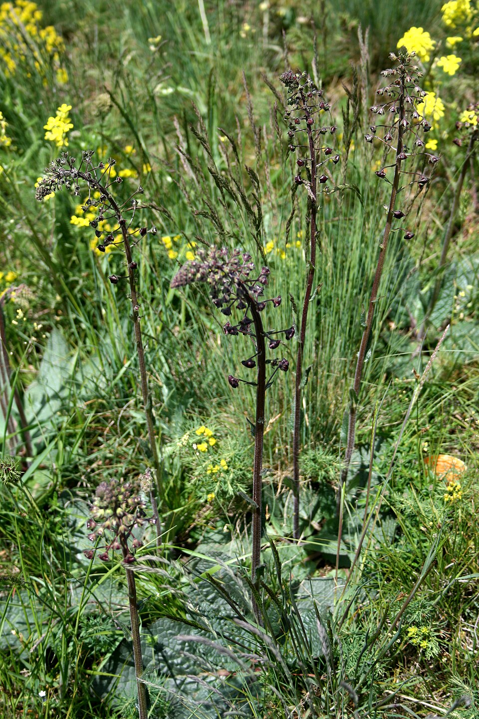 Verbascum phoeniceum (purple verbascum) (alternate view 7)