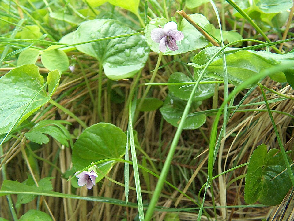 Viola palustris (Marsh Violet) (alternate view 13)