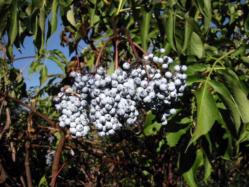 Sambucus cerulea (Blue Elderberry) (alternate view 7)