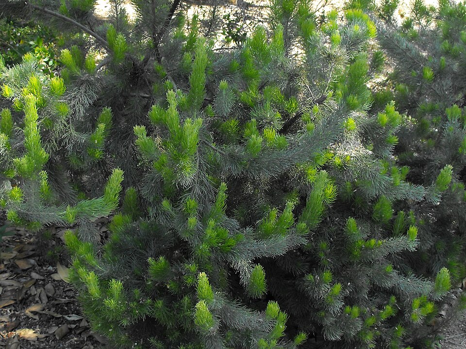 Adenanthos sericeus (alternate view 4)