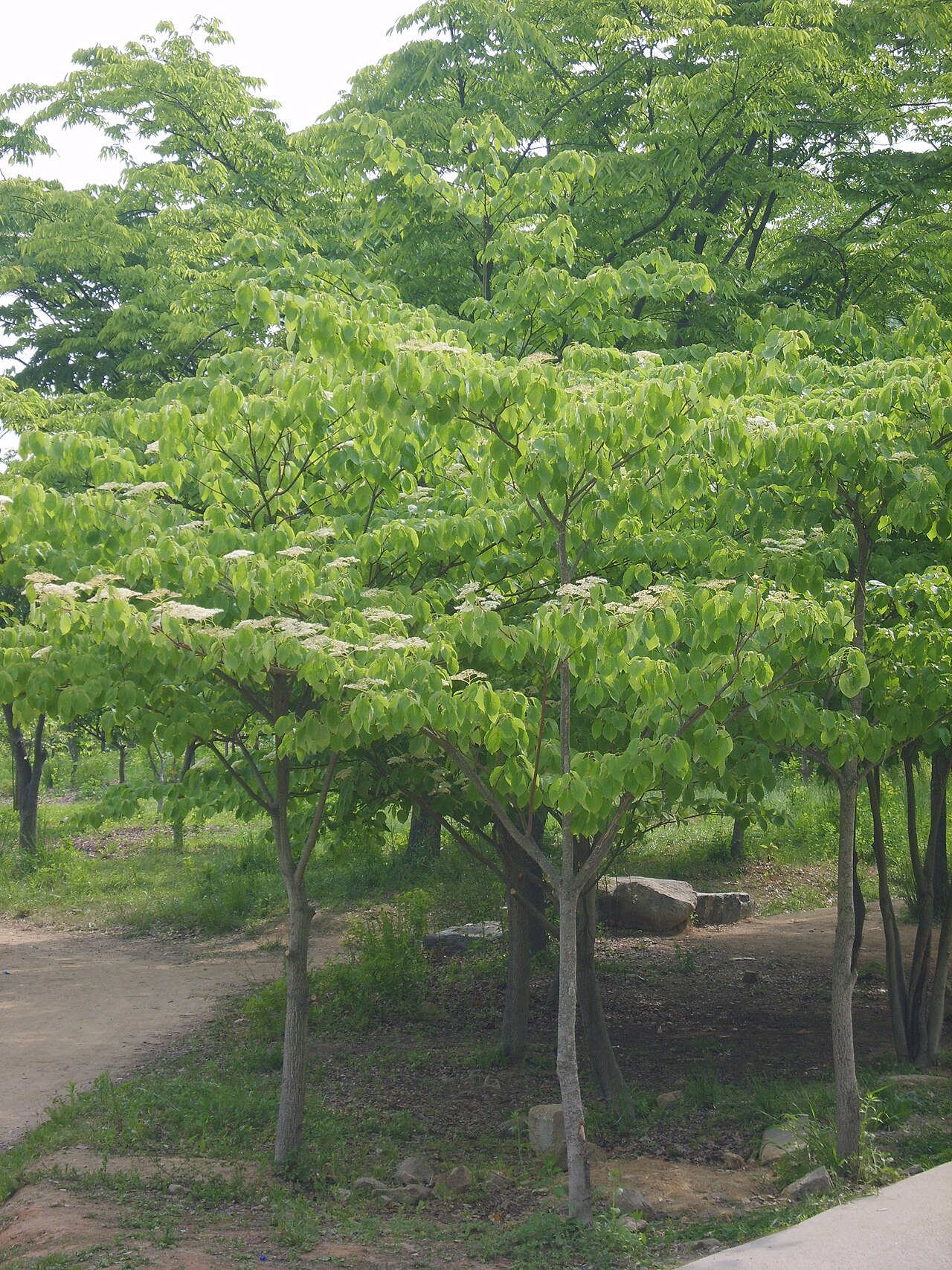 Cornus controversa, Wedding cake tree — spreading deciduous (Cornaceae) (image 4 of 10)