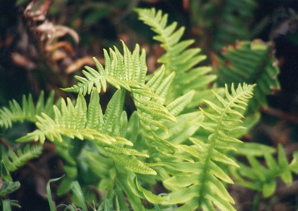 Polypodium californicum (California Polypody)