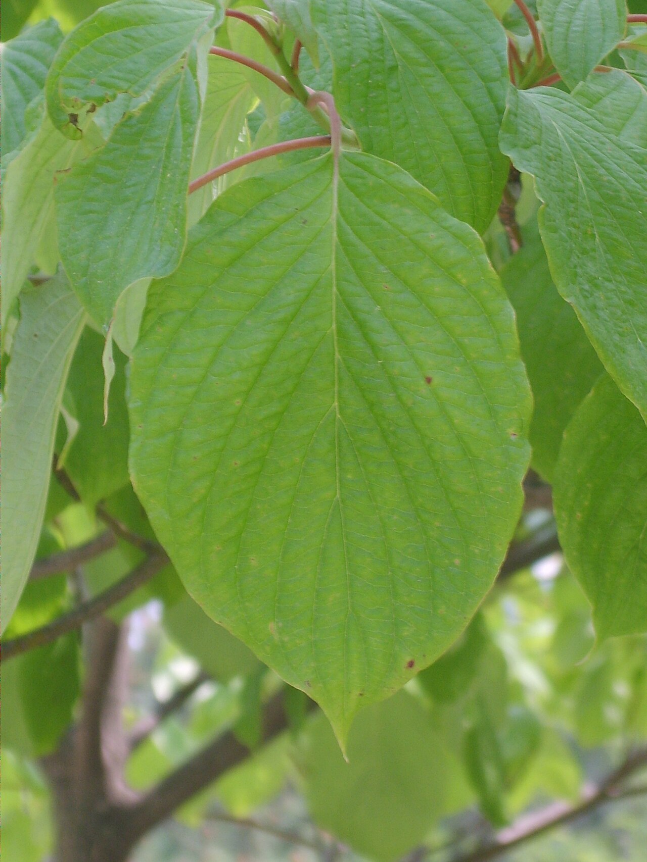 Cornus controversa, Wedding cake tree — spreading deciduous (Cornaceae) (image 5 of 10)