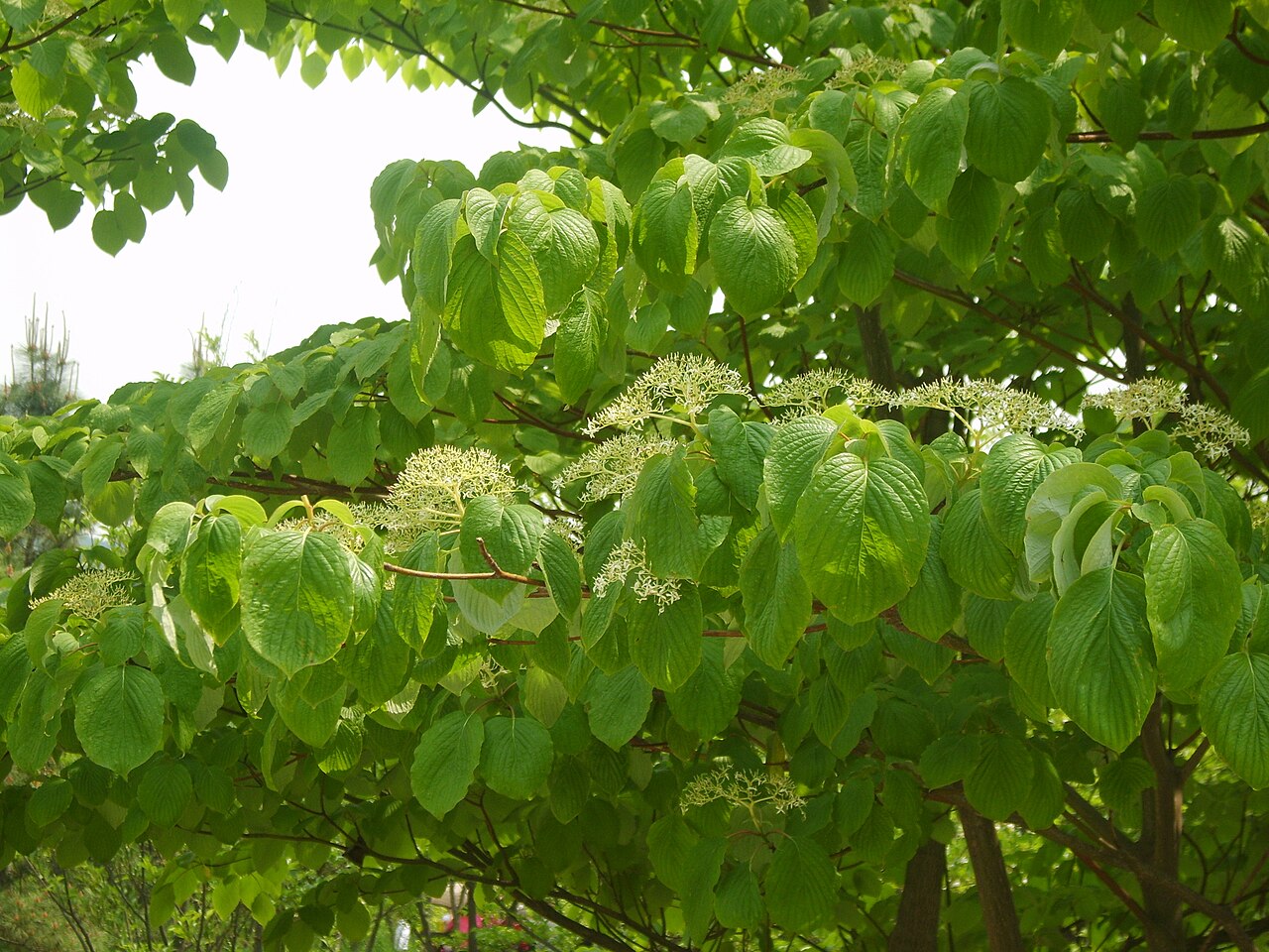 Cornus controversa, Wedding cake tree — spreading deciduous (Cornaceae) (image 6 of 10)