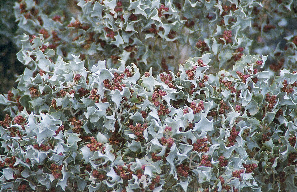 Atriplex hymenelytra (Desert Holly)