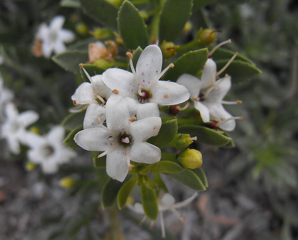 Myoporum parvifolium (alternate view 3)