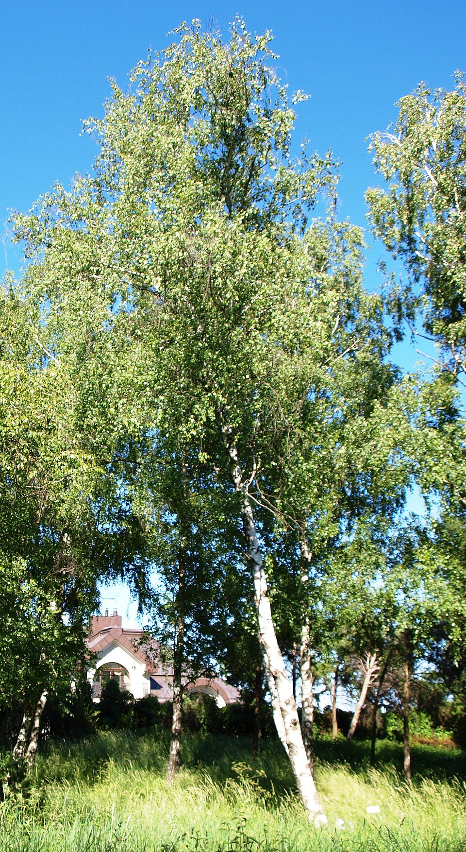 Betula populifolia (gray birch) (alternate view 7)