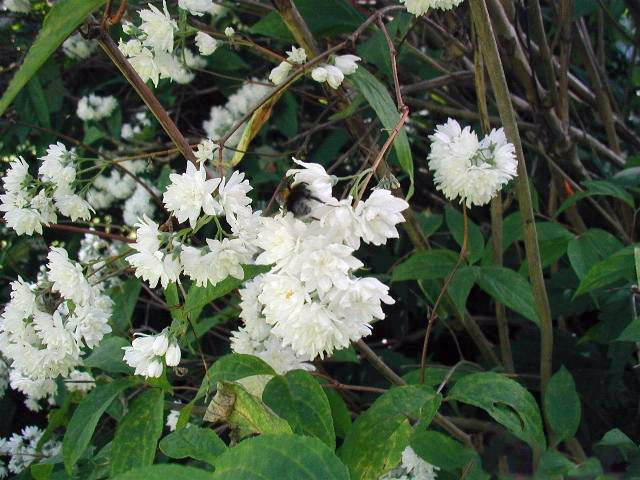 Deutzia scabra, Fuzzy deutzia — upright deciduous (Hydrangeaceae) (image 1 of 10)