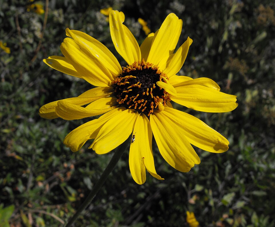 Encelia californica (California brittlebush)