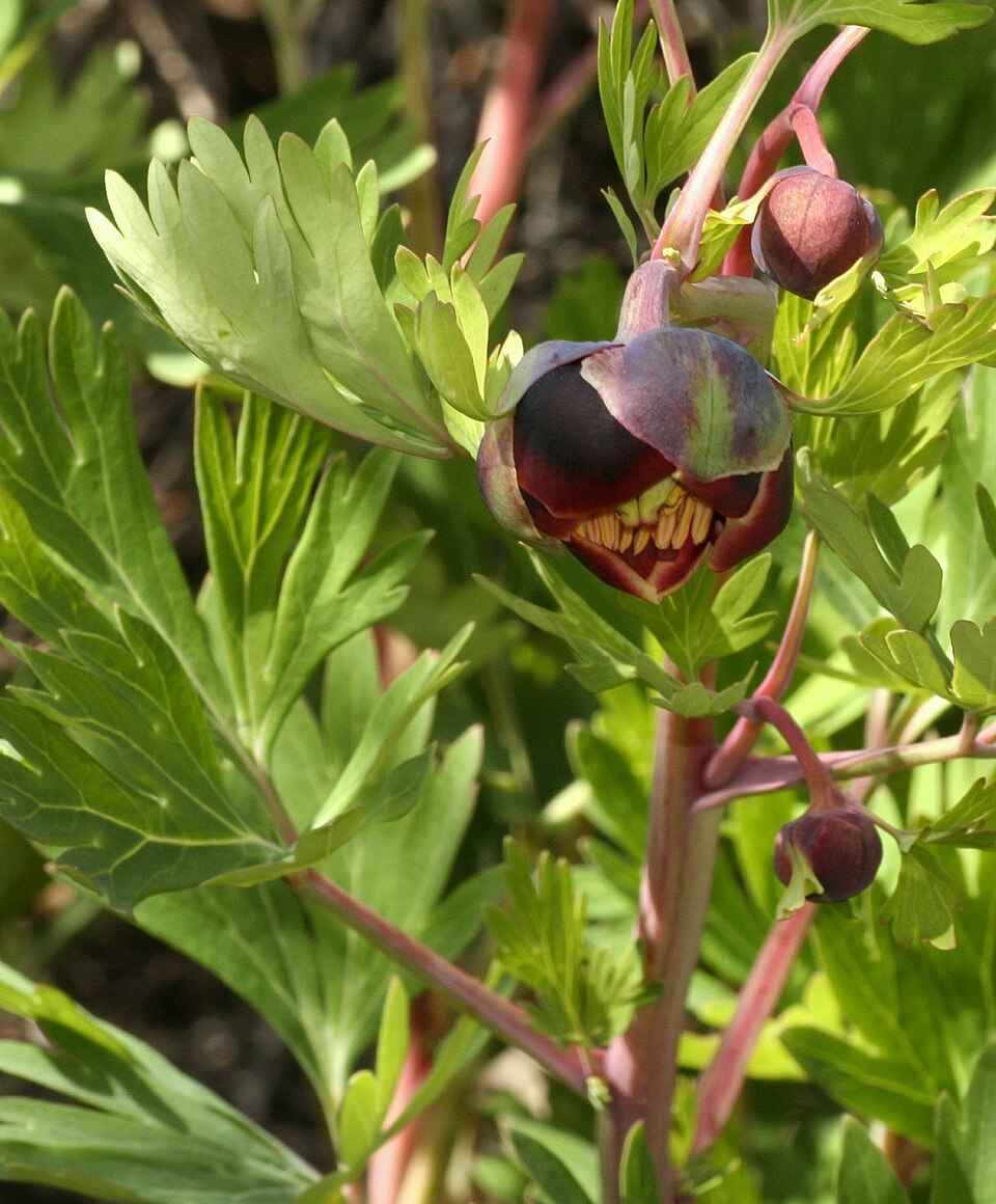 Paeonia californica (California Peony) (alternate view 7)