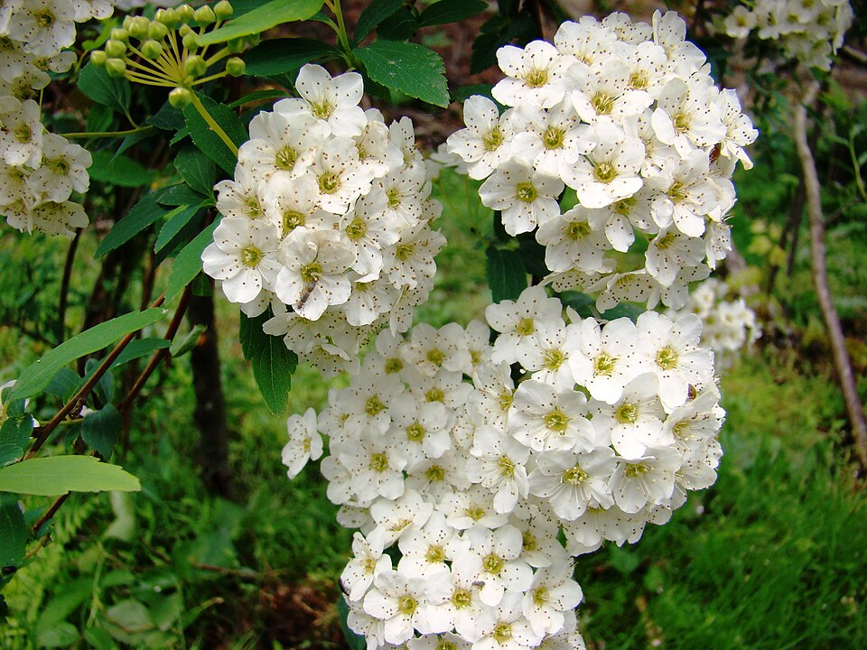 Spiraea × vanhouttei (Vanhoutte spirea) (alternate view 7)