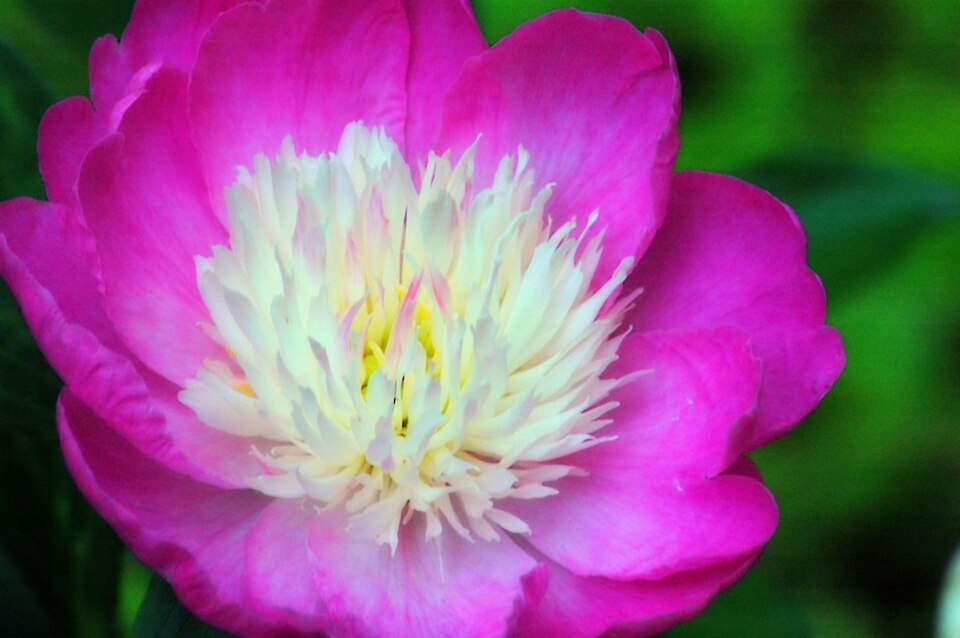 Paeonia lactiflora 'Gay Paree' (Gay Paree Peony)