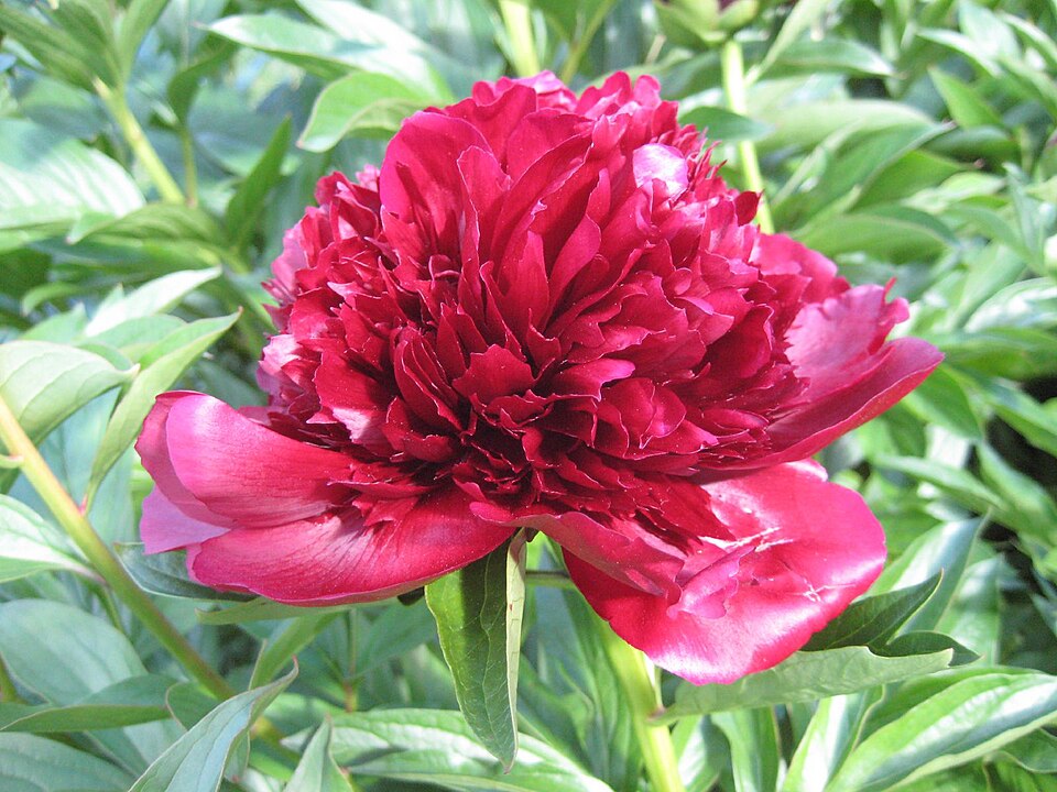 Paeonia lactiflora 'Red Charm' (Red Charm Peony)