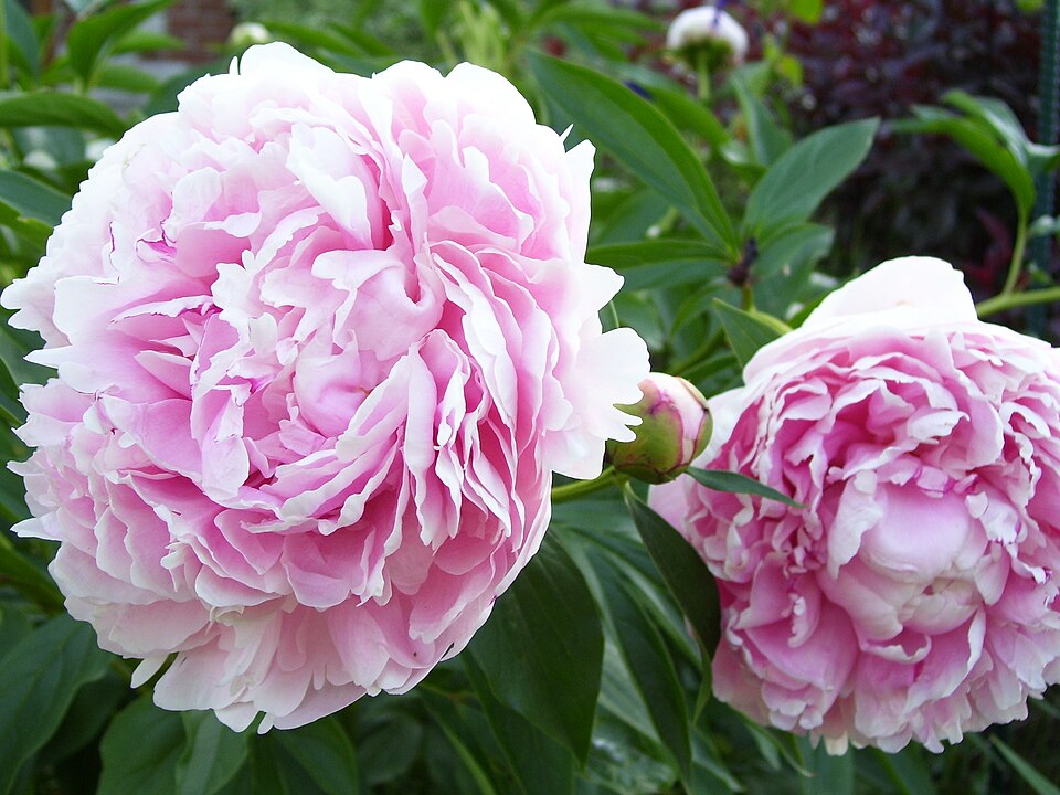 Paeonia lactiflora 'Sarah Bernhardt' (Sarah Bernhardt Peony) (alternate view 2)