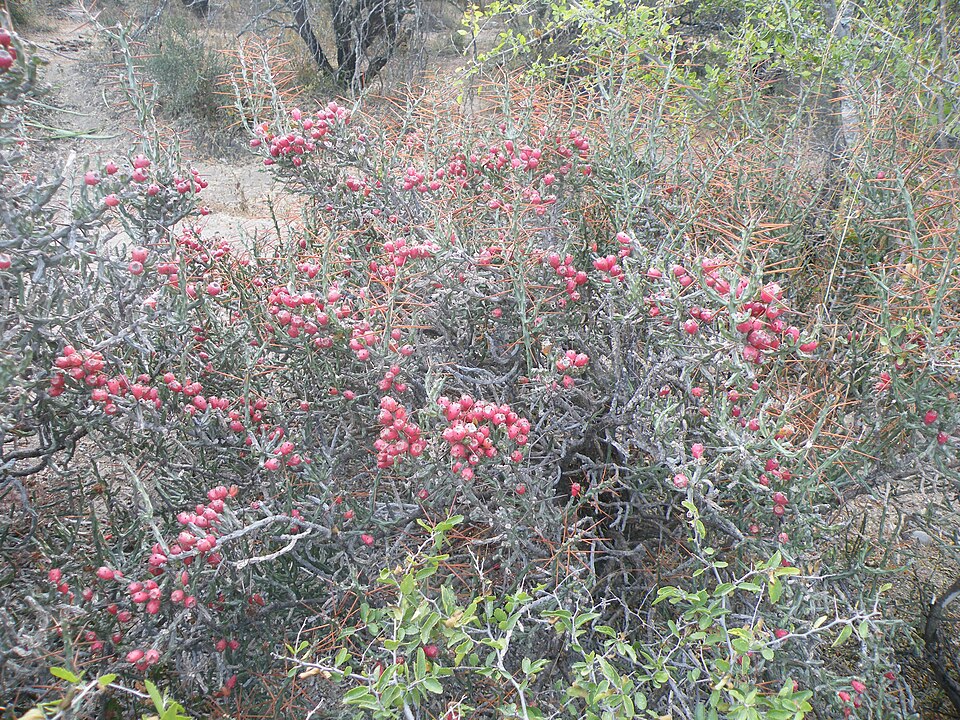 Cylindropuntia leptocaulis (Christmas cholla)