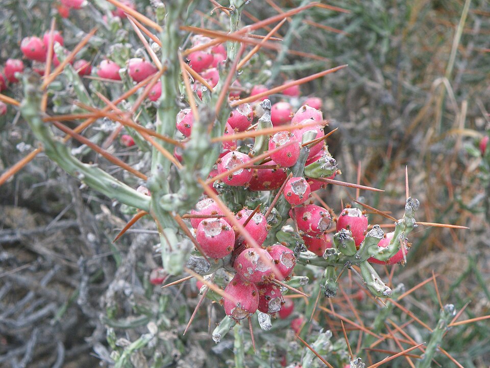 Cylindropuntia leptocaulis (Christmas cholla)