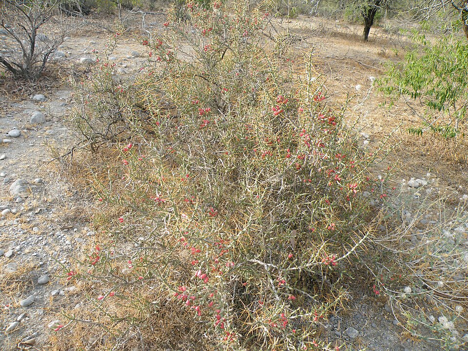 Cylindropuntia leptocaulis (Christmas cholla)