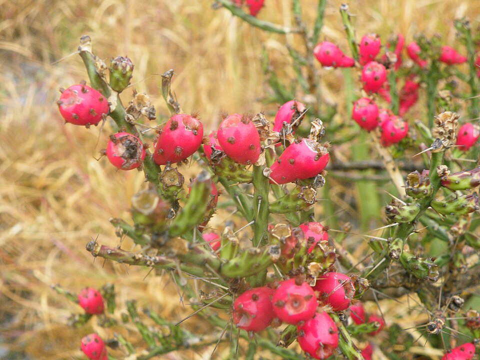 Cylindropuntia kleiniae (Klein's Cholla) (alternate view 8)