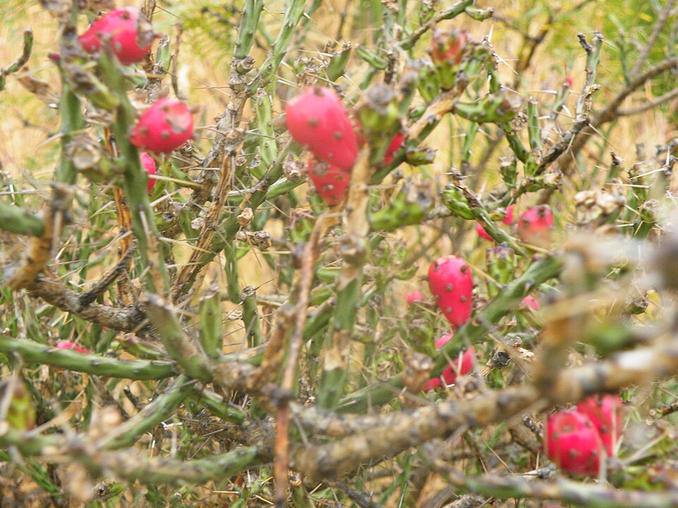 Cylindropuntia kleiniae (Klein's Cholla) (alternate view 9)