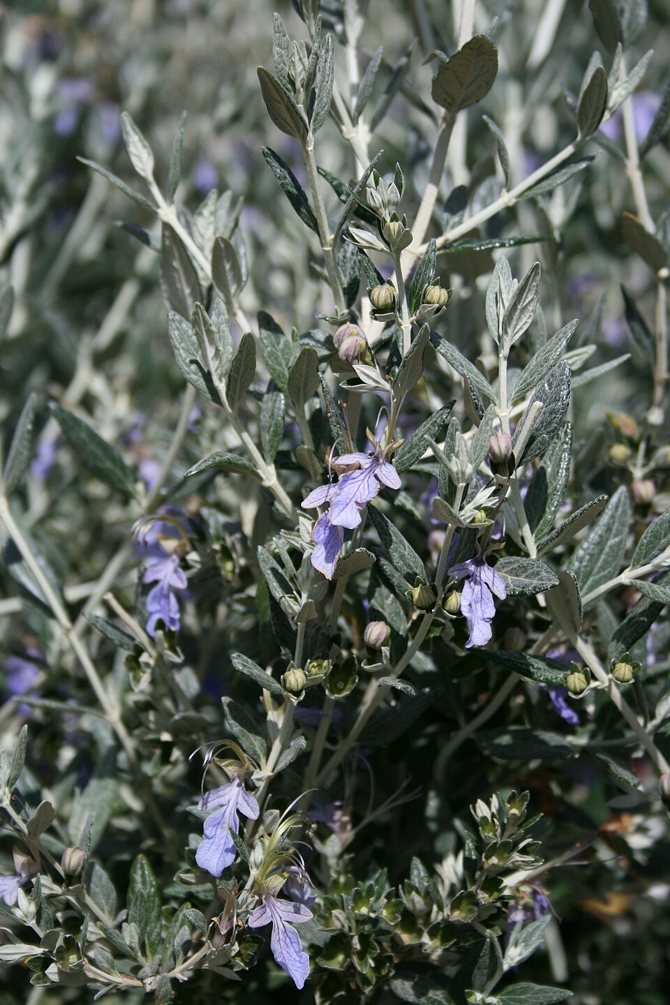 Teucrium fruticans (alternate view 8)