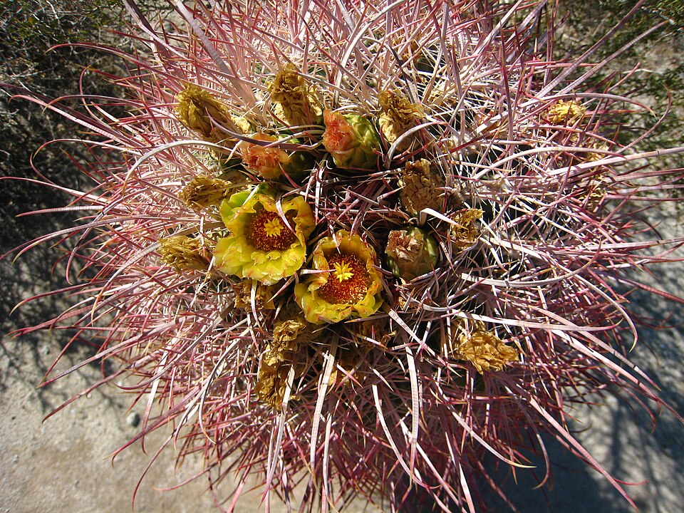 Ferocactus cylindraceus (California Barrel Cactus)
