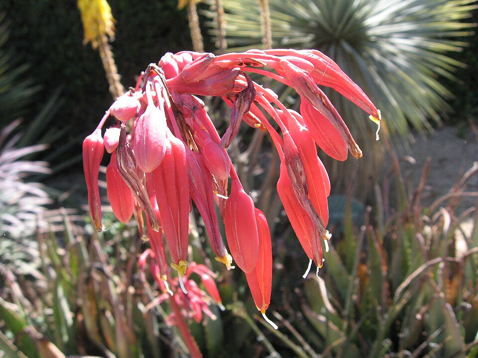 Hesperaloe parviflora (Red Yucca) (alternate view 6)